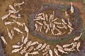 Aerial view of camels owned by the Rendille tribe, enclosed and segregated with thorn-barriers - Northern Kenya Camel,Camelus dromedaries
