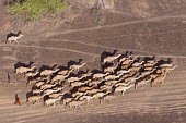 Aerial view of camels being herded by the Rendille tribe - Northern Kenya herds,gamming,Herd,herding,assemble,environment,ecosystem,Habitat,Terrestrial,ground,Xeric,Desert,farm animal,Livestock,dry,Arid,Camel,Camelus dromedaries