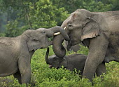 Asian elephants intercating with one another - India family,greeting,affection,trust,herd,tusk,calf,mother,behaviour,communication,touch,Asian elephant,Elephas maximus,Mammalia,Mammals,Elephants,Elephantidae,Chordates,Chordata,Elephants, Mammoths, Masto