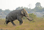 A tusker Asian elephant in musth - West Bengal, India elephant,tusk,tusks,bull,musth,season,hormones,trunk,Asian elephant,Elephas maximus,Mammalia,Mammals,Elephants,Elephantidae,Chordates,Chordata,Elephants, Mammoths, Mastodons,Proboscidea,Indian elephan