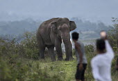Stand-off between an Asian elephant and villagers - India elephant,tusk,tusks,bull,guarding,guard,defend,protect,conflict,defense,defensive,humans,human,interaction,Asian elephant,Elephas maximus,Mammalia,Mammals,Elephants,Elephantidae,Chordates,Chordata,Ele