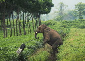 Asian elephant crossing a tea plantation - West Bengal, India elephant,plantation,tea,garden,crossing,path,migration,conflict,Asian elephant,Elephas maximus,Mammalia,Mammals,Elephants,Elephantidae,Chordates,Chordata,Elephants, Mammoths, Mastodons,Proboscidea,Ind