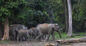 A herd of Asian elephants passing through the Buxa tiger reserve - West Bengal, India herd,elephants,family,elephant,forest,reserve,Asian elephant,Elephas maximus,Mammalia,Mammals,Elephants,Elephantidae,Chordates,Chordata,Elephants, Mammoths, Mastodons,Proboscidea,Indian elephant,Elefa