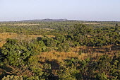 Miombo woodland - Zambia Woodland,Trees,Scrubland,Scrub,Landscape,Aerial,View