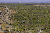 Aerial view of miombo woodland - Zambia Woodland,Trees,Scrubland,Scrub,Landscape,Aerial,View
