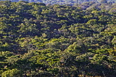 Aerial view of miombo woodland - Zambia Woodland,Trees,Scrubland,Scrub,Landscape,Aerial,View
