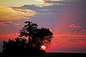 Sun setting behind a tree - Zambia Sunset,Tree,Red,Purple,Colourful,Colours,View