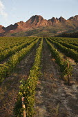 View along grapevines with mountains in the background - South Africa Sunlight,Vines,Leaves,Harvest,Crop,Green,Rows,Ordered,Fertile,Land,Farming,Mountains