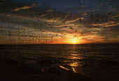 Cape cormorant fly at sunrise over Dassen Island - Dassen Island, South Africa Sunset,Red,Colour,Birds,Flying,Coastal,Dramat,Cloud formation,Island