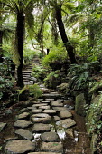 Pathway through the Kirstenbosch National Botanical Garden - Western Cape Province, South Africa Pathway,Stones,Forest,Palm tree,Fern,Steps