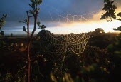 Dew-covered cobweb at dawn - South Africa Spider's web,Cobweb,Dew,Dawn,Sunrise,Light,Branches,Forest