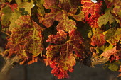 Grapevine leaves in autumn colours - South Africa Autumn,Sunlight,Vines,Leaves,Red,Yellow,Harvest,Crop,Fertile,Land,Farming