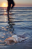 Shell of a predatory mollusc in the shallows with unidentified person walking in the background - South Africa Mollusc,Shell,Smooth,Design,Sea,Ocean,Washed ashore,Paddling,Sunset