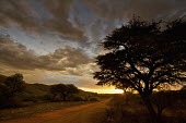 Sunset along a dirt track in the Kalahari bushveld/sub-tropical woodland - South Africa Sunset,Dirt Road,Africa Bush,Woodland,Nobody,Distance,Cloud formation,Landscape