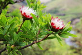 Close up of the flowers of Protea caffra - South Africa Flowering,Flower,Colour,Green,Pink,Red,Tree,Shrub,Landscape,scenic,scenery,beauty in nature,natural world,non-urban scene,nature,outdoors,Protea caffra,Close up of the flowers of Protea caffra