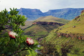 The small tree Protea caffra on a rocky ridge - South Africa photography,colour image,color image,no people,horizontal,day,front view,Africa,African,Southern Africa,scenic,scenery,beauty in nature,natural world,non-urban scene,nature,outdoors,Flower,Shrub,Strea