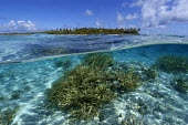 Split image of staghorn coral in front of an uninhabited island - Ailuk Atoll, Marshall Islands, Pacific Acropora,staghorn coral,scleractinia,hard coral,scleractinian,tropical,atoll,cloud,coast,coral,reef,island,islands,marine micronesia,ocean reef,sand,sea,shallow,sky,under,underwater,water,Staghorn cor