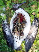 A dead frigate bird, likely died from starvation due to plastic ingestion Claire Fackler / Marine Photobank bird,birds,sea bird,plastic,plastic waste,plastic pollution,stomach,dead,death,choked,starved,starvation,ingestion,pollution,litter,marine,marine pollution,lighter,plastic straw,frigate bird,juvenile,sub-adult