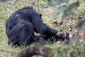 Female chimpanzee grooming a younger individual on the ground - Tanzania Chimpanzee,Pan troglodytes,Hominids,Hominidae,Chordates,Chordata,Mammalia,Mammals,Primates,Chimpancé,Chimpanzé,Endangered,Africa,Animalia,Tropical,Appendix I,Arboreal,Pan,Terrestrial,Omnivorous,trog