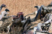 Group of white-headed vultures feeding - Tanzania White-headed vulture,Gyps africanus,Accipitridae,Hawks, Eagles, Kites, Harriers,Falconiformes,Hawks Eagles Falcons Kestrel,Aves,Birds,Chordates,Chordata,African white-backed vulture,Vautoir africain,G