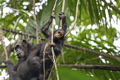 Female and young chimpanzee in a tree - Tanzania Chimpanzee,Pan troglodytes,Hominids,Hominidae,Chordates,Chordata,Mammalia,Mammals,Primates,Chimpancé,Chimpanzé,Endangered,Africa,Animalia,Tropical,Appendix I,Arboreal,Pan,Terrestrial,Omnivorous,trog