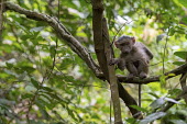 A juvenile baboon sitting in a tree - Tanzania Baboon,Papio ursinus,Old World Monkeys,Cercopithecidae,Chordates,Chordata,Mammalia,Mammals,Primates,Cape baboon,ursinus,Omnivorous,Rock,Appendix II,Least Concern,Africa,Animalia,Arboreal,Papio,Sub-tro