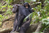 Female and young chimpanzee sitting on a fallen tree trunk - Tanzania Chimpanzee,Pan troglodytes,Hominids,Hominidae,Chordates,Chordata,Mammalia,Mammals,Primates,Chimpancé,Chimpanzé,Endangered,Africa,Animalia,Tropical,Appendix I,Arboreal,Pan,Terrestrial,Omnivorous,trog