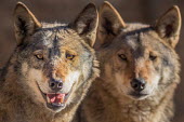 Portrait of pair of Eurasian wolves, captive - Georgia Eurasian wolf,Canis lupus,Dog, Coyote, Wolf, Fox,Canidae,Chordates,Chordata,Mammalia,Mammals,Carnivores,Carnivora,Timber Wolf,Common Wolf,Arctic Wolf,Gray Wolf,Wolf,Mexican Wolf,Tundra Wolf,Plains Wol