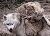 Eurasian wolves play-fighting, captive - France Eurasian wolf,Canis lupus,Dog, Coyote, Wolf, Fox,Canidae,Chordates,Chordata,Mammalia,Mammals,Carnivores,Carnivora,Timber Wolf,Common Wolf,Arctic Wolf,Gray Wolf,Wolf,Mexican Wolf,Tundra Wolf,Plains Wol
