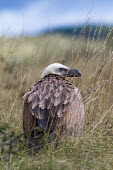 Griffon vulture portrait, facing away from camera - France Griffon vulture,Gyps fulvus,Accipitridae,Hawks, Eagles, Kites, Harriers,Falconiformes,Hawks Eagles Falcons Kestrel,Chordates,Chordata,Aves,Birds,Ciconiiformes,Herons Ibises Storks and Vultures,Eurasia