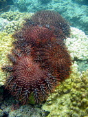 A cluster of crown-of-thorns seastars jostle for remnants of corals - French Polynesia Crown-of-thorns seastar,Acanthaster planci,Echinoderms,Echinodermata,Indian,Aquatic,Coral reef,Animalia,Asteroidea,Pacific,Carnivorous,Valvatida,Acanthasteridae,Acanthaster