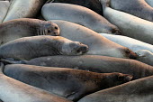 Northern elephant seals hauling out on the sandy shore - California Animalia,Aquatic,Carnivora,Carnivores,Carnivorous,Chordata,Chordates,Coastal,Eared Seals,IUCN Red List,Least Concern,Mammalia,Mammals,North America,Ocean,Otariidae,Pacific,Sea lion,Shore,Terrestrial,