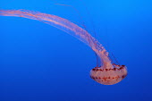 A pacific sea nettle jellyfish - California Sea nettle jellyfish,Chrysaora fuscescens,Cnidaria,Cnidarians,Marine,Semaeostomeae,Animalia,Pacific,Carnivorous,Aquatic,Scyphozoa,Coastal,Chrysaora,Pelagiidae,North America
