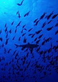 A grey reef shark swims above a school of surgeonfish - Tuamotu Islands Grey reef shark,Carcharhinus amblyrhynchos,Cartilaginous Fishes,Chondrichthyes,Chordates,Chordata,Carcharhiniformes,Ground Sharks,Carcharhinidae,Gray reef shark,Asia,North America,Indian,IUCN Red List