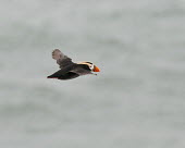 Tufted puffin flying with wings extended - Alaska Tufted puffin,Fratercula cirrhata