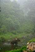 Male Indian elephant being walked across a river by his mahout in a rehabilitation camp - India Indian elephant,Elephas maximus,Mammalia,Mammals,Elephants,Elephantidae,Chordates,Chordata,Elephants, Mammoths, Mastodons,Proboscidea,Elefante Asiático,Eléphant D'Asie,Eléphant D'Inde,Animalia,Scru