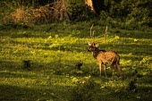 Stag chital deer in a forest clearing - India Chital,Axis axis,Chordates,Chordata,Mammalia,Mammals,Cervidae,Deer,Even-toed Ungulates,Artiodactyla,Axis deer,Indian spotted deer,Cerf Axis,Asia,South America,Forest,Animalia,Axis,Grassland,Temperate,