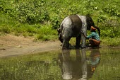 Young orphan Indian elephant gets washed by its mahouts in a river - India Indian elephant,Elephas maximus,Mammalia,Mammals,Elephants,Elephantidae,Chordates,Chordata,Elephants, Mammoths, Mastodons,Proboscidea,Elefante Asiático,Eléphant D'Asie,Eléphant D'Inde,Animalia,Scru