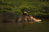 Male Indian elephant in a rehabilitation camp takes a bathe in the river with his mahout - India Indian elephant,Elephas maximus,Mammalia,Mammals,Elephants,Elephantidae,Chordates,Chordata,Elephants, Mammoths, Mastodons,Proboscidea,Elefante Asiático,Eléphant D'Asie,Eléphant D'Inde,Animalia,Scru