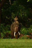 Male Indian elephant walks around the rehabilitation camp with its mahout - India Indian elephant,Elephas maximus,Mammalia,Mammals,Elephants,Elephantidae,Chordates,Chordata,Elephants, Mammoths, Mastodons,Proboscidea,Elefante Asiático,Eléphant D'Asie,Eléphant D'Inde,Animalia,Scru