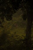 Stag chital deer in a forest - India Jeshurun Roshan Chital,Axis axis,Chordates,Chordata,Mammalia,Mammals,Cervidae,Deer,Even-toed Ungulates,Artiodactyla,Axis deer,Indian spotted deer,Cerf Axis,Asia,South America,Forest,Animalia,Axis,Grassland,Temperate,Europe,Scrub,Least Concern,Australia,Herbivorous,Cetartiodactyla,Soil,Terrestrial,North America,axis,IUCN Red List