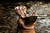 Hippo with mouth open facing sky - India Hippopotamus amphibius,Hippopotamidae,Hippopotamuses,Mammalia,Mammals,Even-toed Ungulates,Artiodactyla,Chordates,Chordata,Hippo,common hippopotamus,Hipopótamo Anfibio,Hippopotame,Appendix II,Aquatic,