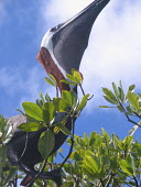 Brown pelican in red mangrove tree - St Thomas Brown pelican,Pelecanus occidentalis,Ciconiiformes,Herons Ibises Storks and Vultures,Aves,Birds,Chordates,Chordata,Pelecanidae,Pelicans,Pelicans and Cormorants,Pelecaniformes,Pelecanus,North America,T